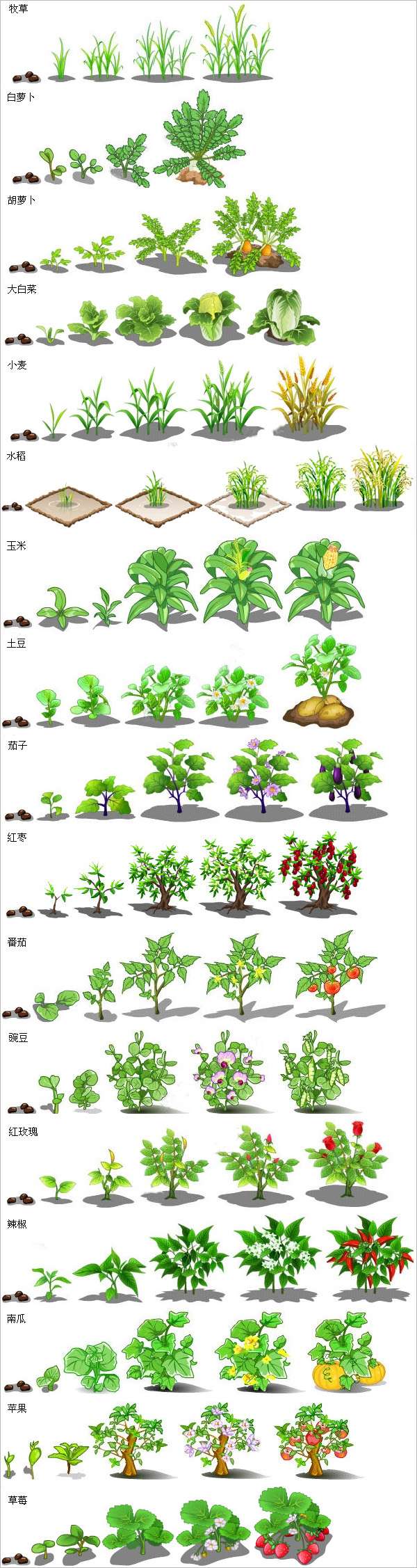 白菜的生长过程图解(白菜花的生长过程图片)