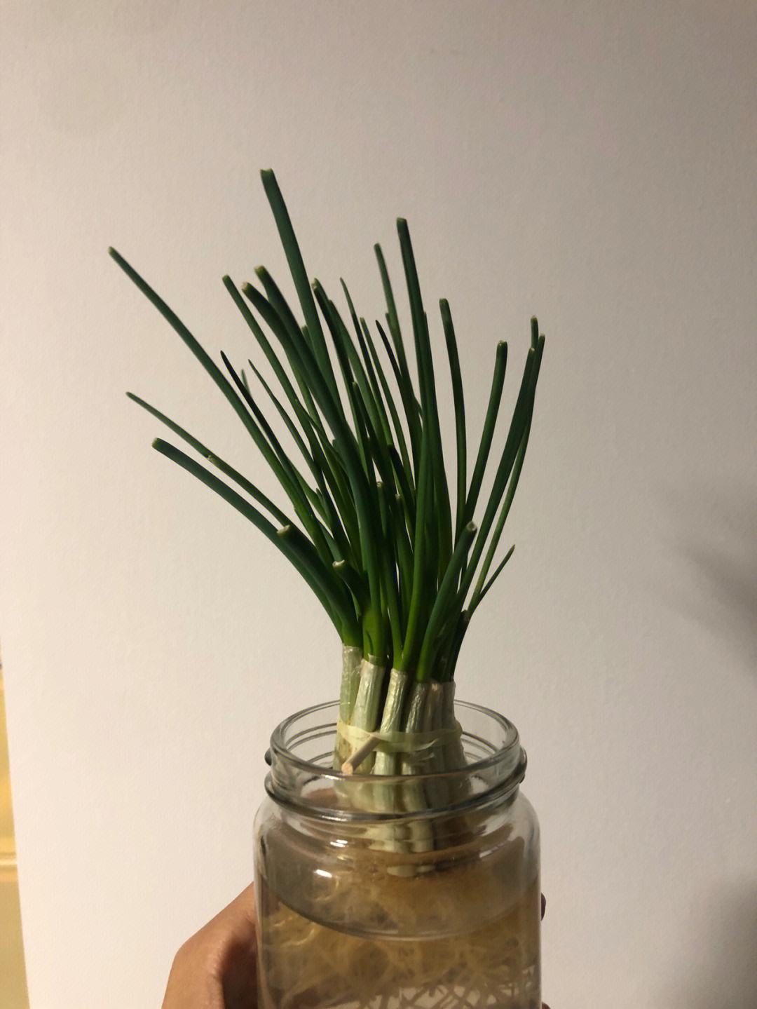 白菜的生长过程图解(白菜花的生长过程图片)
