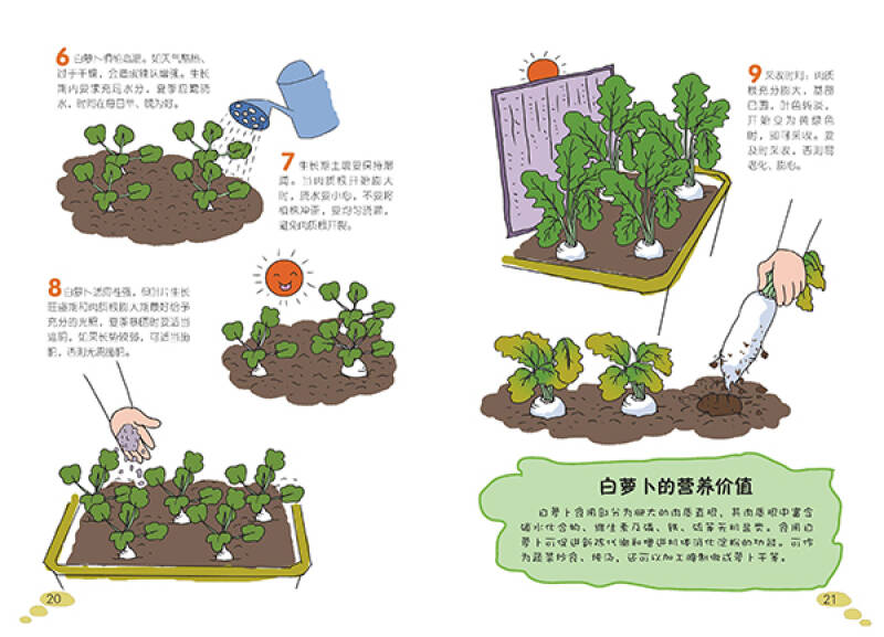 豆苗菜种植方法(豆苗菜种植方法图片)