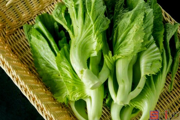 芥青菜(芥青菜生生吃还是煮软烂好)