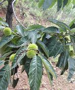 板栗树如何种植(板栗树如何种植视频)
