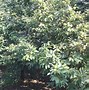 板栗树如何种植(板栗树如何种植视频)