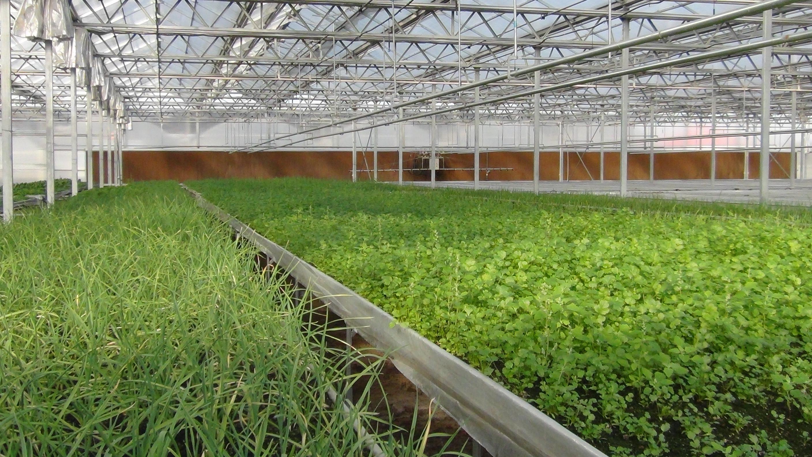 育苗基质种菜(育苗基质种菜怎么种)