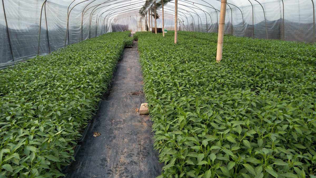 育苗基质种菜(育苗基质种菜怎么种)