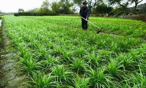 韭菜的种植时间和方法(韭菜的种植时间和方法视频)