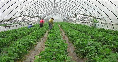 从化蔬菜批发(从化蔬菜批发一手货源在哪里找)