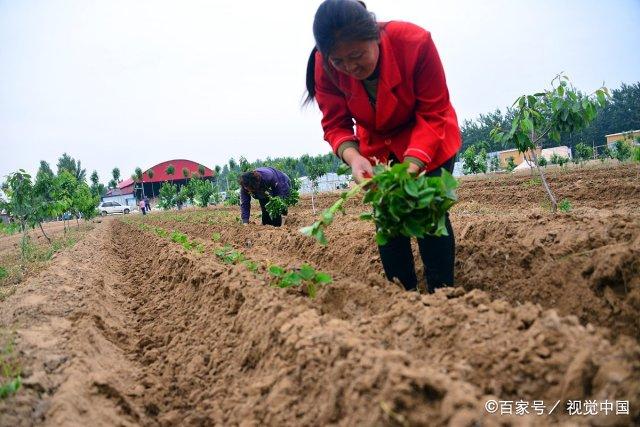 地瓜种植后期怎样管理(地瓜种植后什么时候施肥最好)