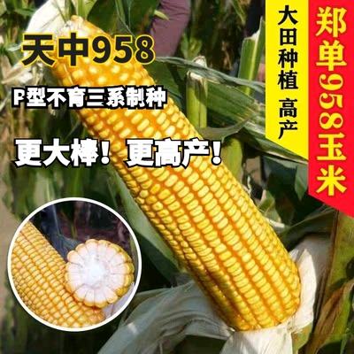 郑单958玉米种怎么样(三系郑单958玉米品种介绍)