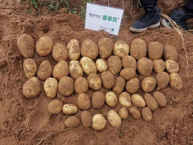 土豆种植后用啥肥(种土豆需要上什么底肥)