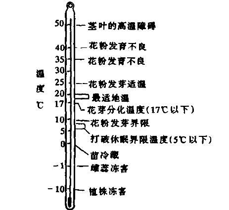 红颜草莓种植时间和方法(红颜草莓种植时间和方法图解)