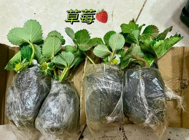 红颜草莓种植时间和方法(红颜草莓种植时间和方法图解)