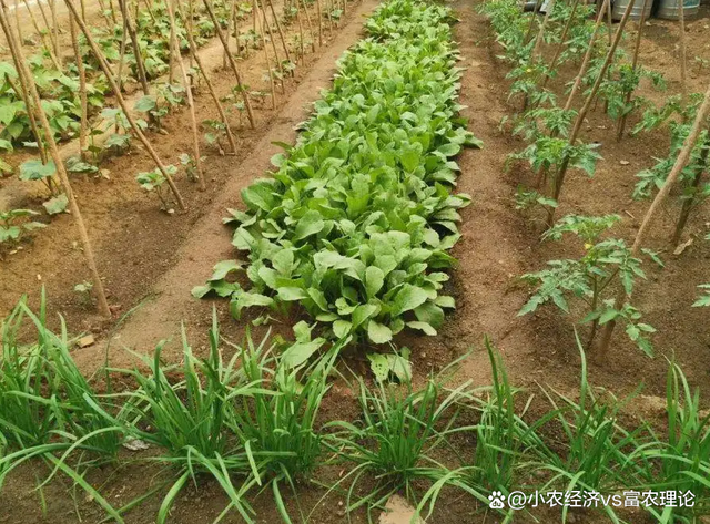 7月份蔬菜种植(7月份时令蔬菜一览表)