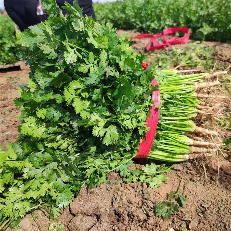 现在还能种香菜吗(现在还能种香菜吗冬天)