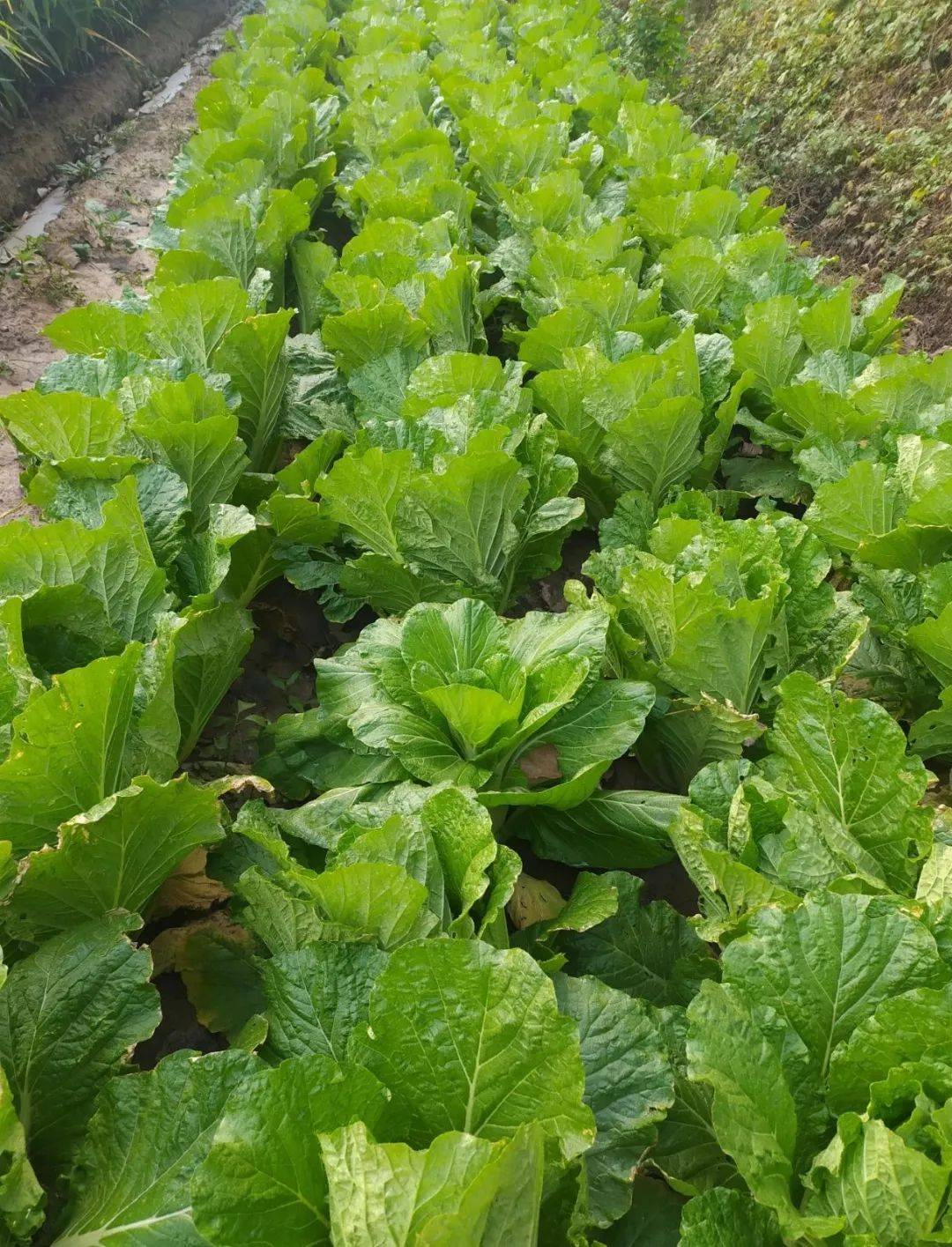 蔬菜种植用什么肥料好(种蔬菜用什么肥料又快又好吃)