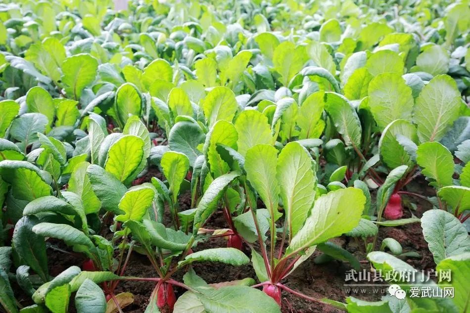 萝卜怎样种植(萝卜怎样种植甜度高)