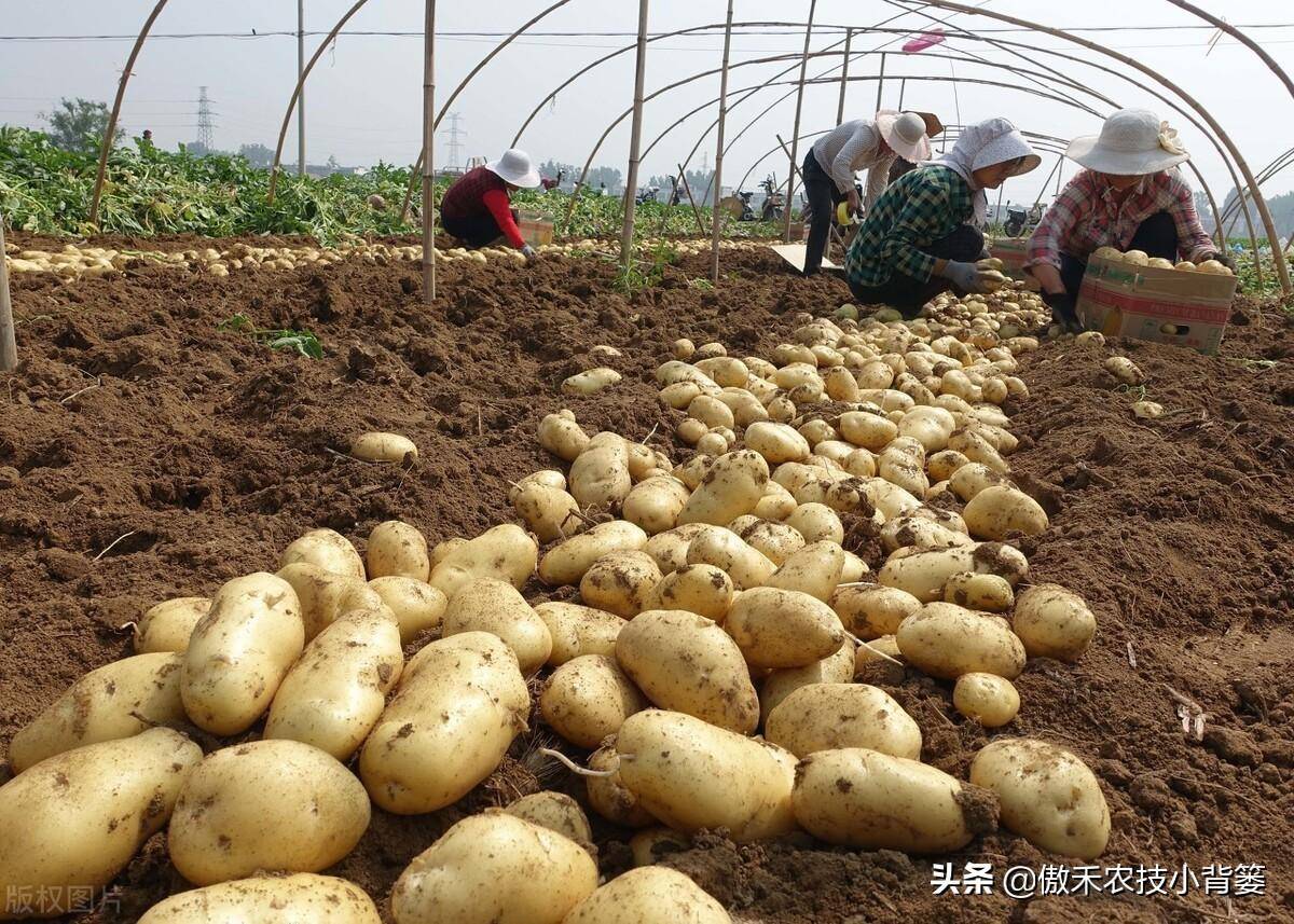 土豆是几月种(土豆是几月种植)