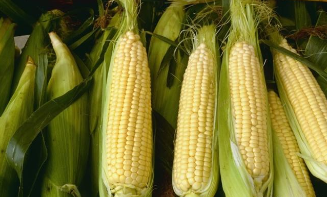 玉米都是转基因吗?(玉米都是转基因的吗吃了对身体有害吗)