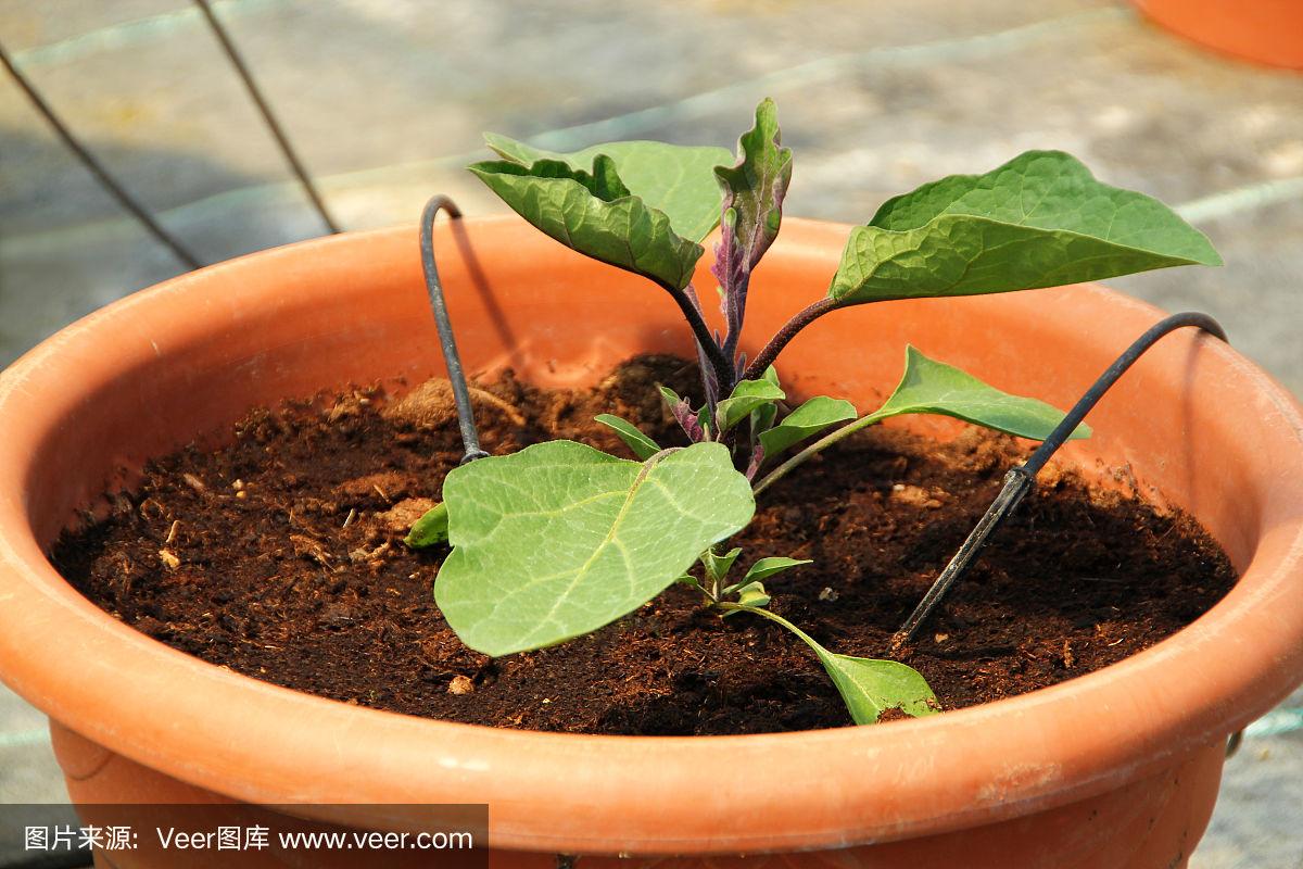 怎样种茄子苗(怎样种茄子苗最好)