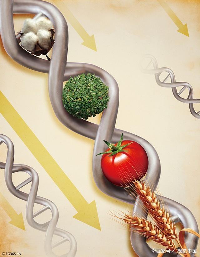 中国转基因食品(中国转基因食品一览表最新)