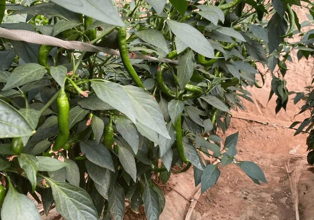 种辣椒视频(种植辣椒的技术视频播放)