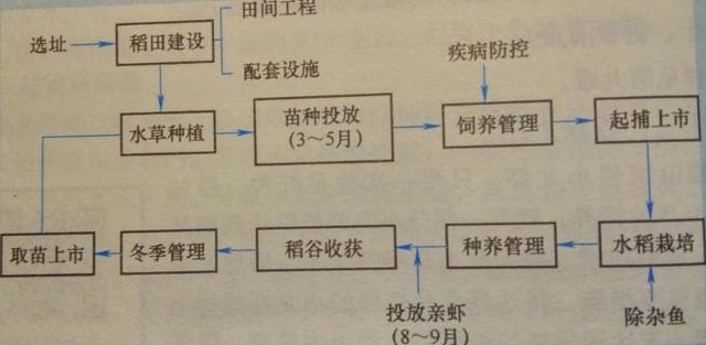 稻花香水稻种植技术(稻花香水稻种植技术与管理)