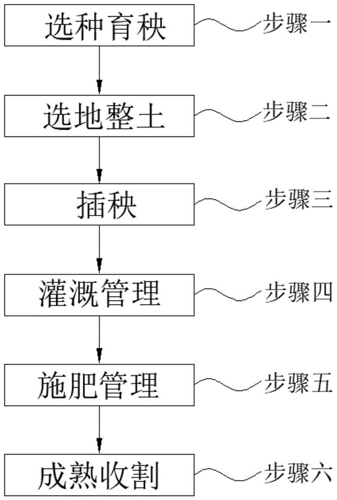 稻花香水稻种植技术(稻花香水稻种植技术与管理)