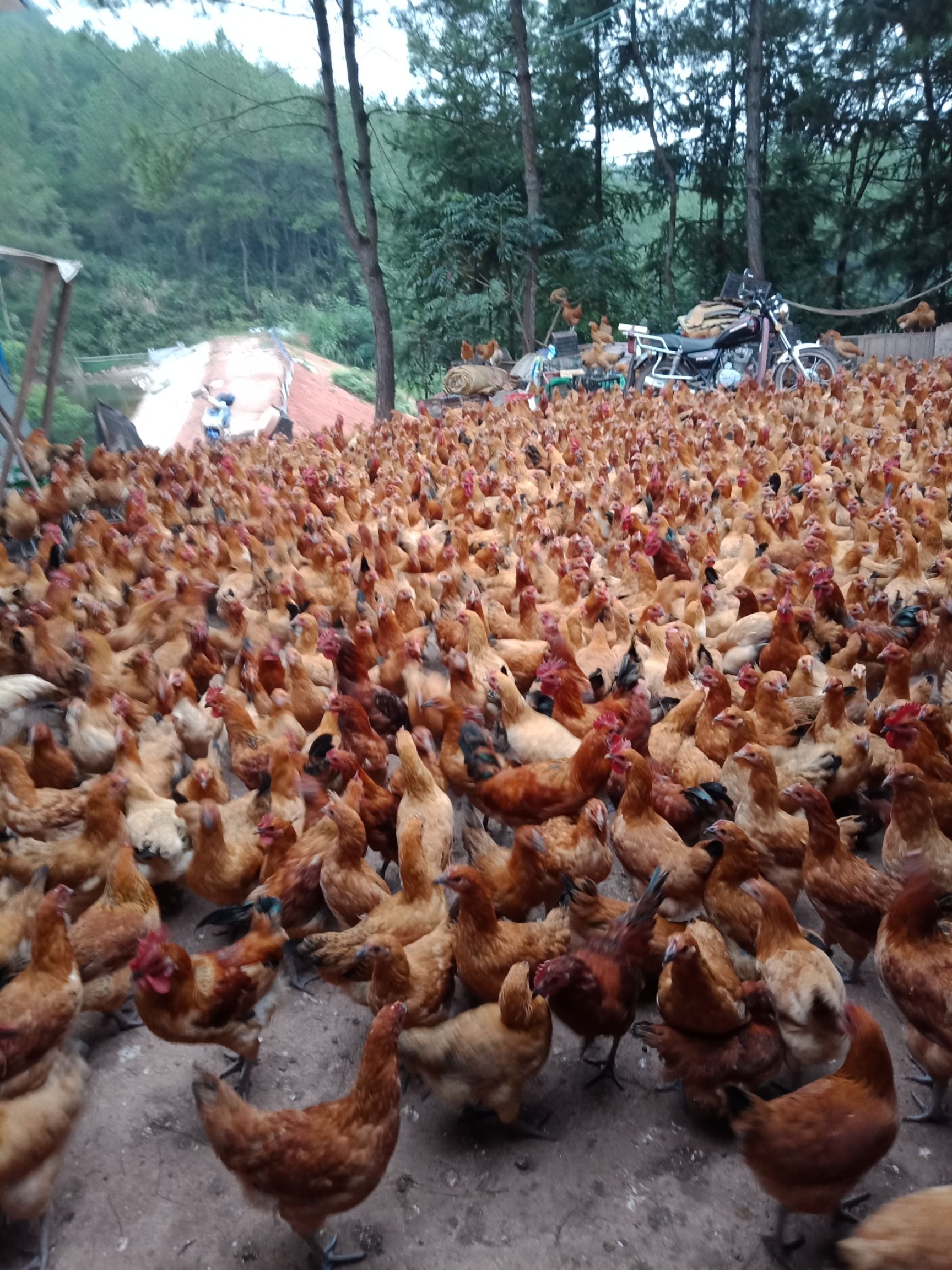 20亩地能养多少只鸡(20亩林地能散养多少鸡)