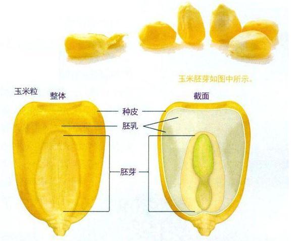 水果玉米哪来的(水果玉米是谁发明的)