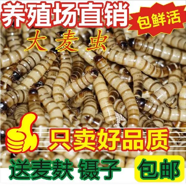 蛋白虫高效养殖技术(蚯蚓的养殖技术和方法)