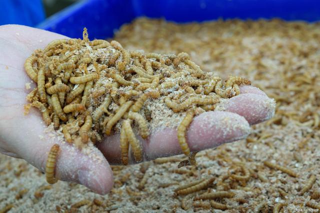 蛋白虫高效养殖技术(蚯蚓的养殖技术和方法)