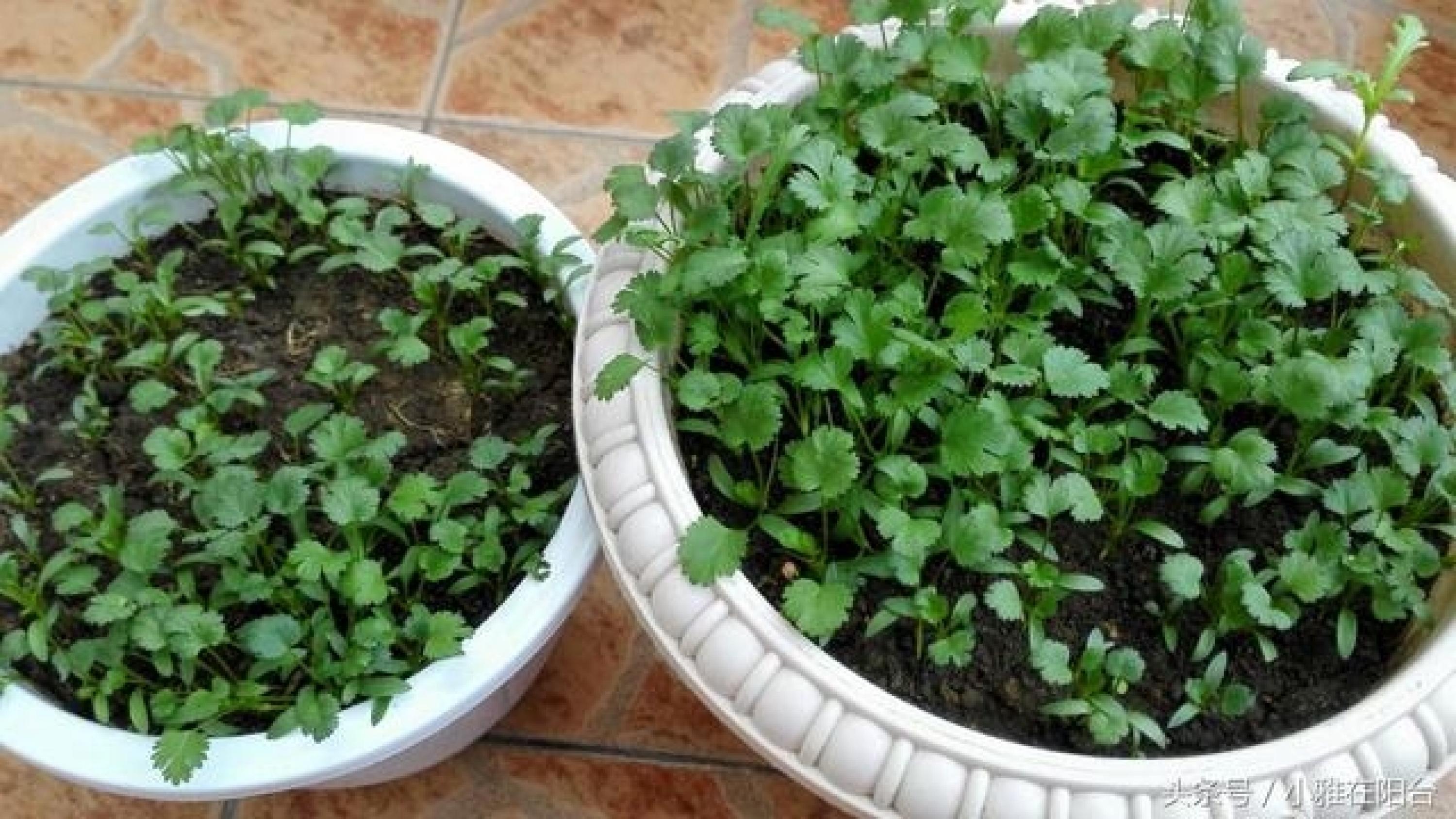 香菜现在能种吗(香菜现在能种吗怎样种植)