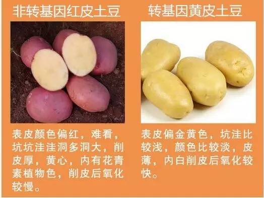 目前市场上较常见的含转基因的产品有(目前市场上比较常见的含转基因的产品有)