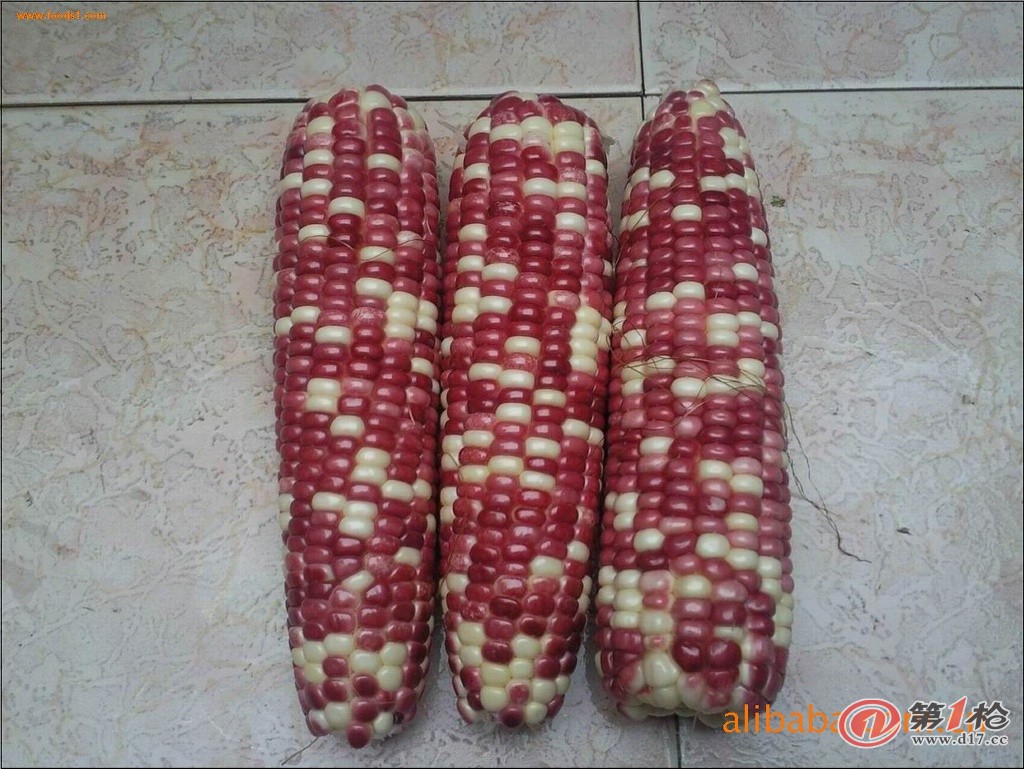 红玉玉米种子(红玉玉米种子有哪些品种)
