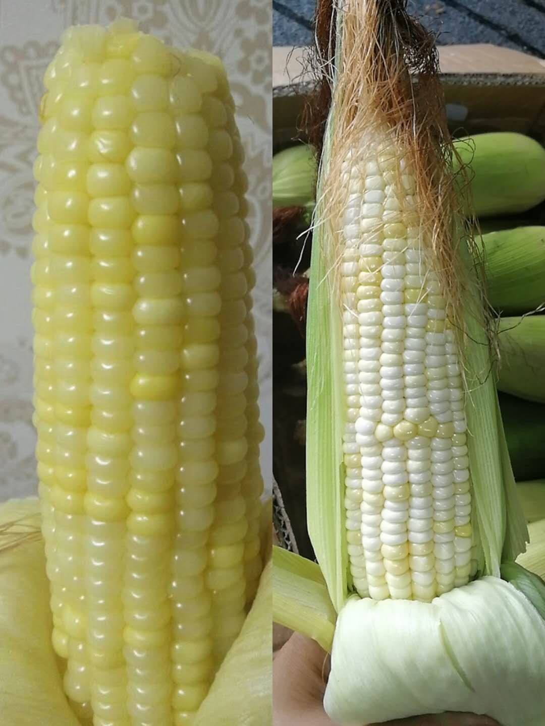 糯玉米什么时间种(糯玉米什么时间种好)