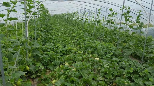 甜瓜种植浇水管理(甜瓜定植水浇大了会怎样)