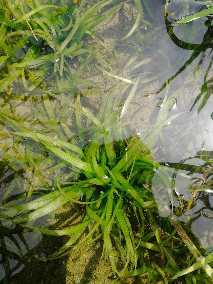 水中长的草(水中长的草有哪些)