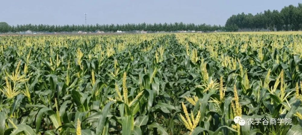 玉米每亩种植成本(种植玉米一亩成本多少)