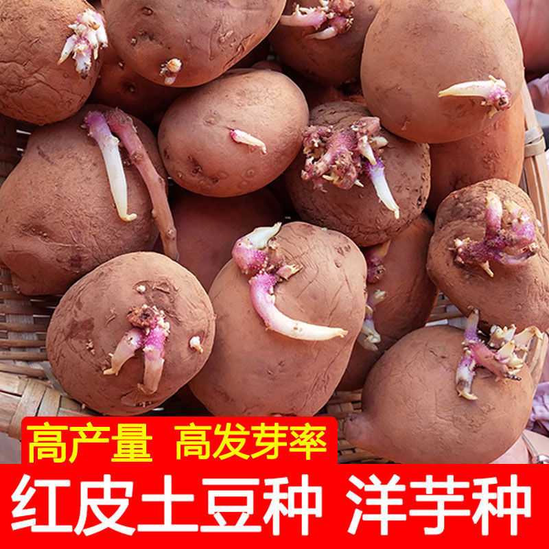 冬天土豆怎么种植(冬季土豆的种植方法如下)