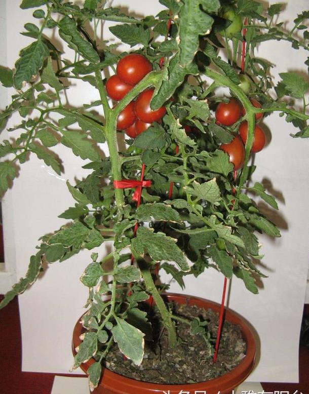 自己在家怎么种西红柿(自己在家怎么种西红柿种子)