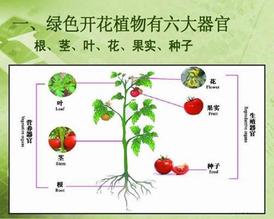 天竺葵常见的病虫害及防治方法(天竺葵常见的病虫害及防治方法有哪些)