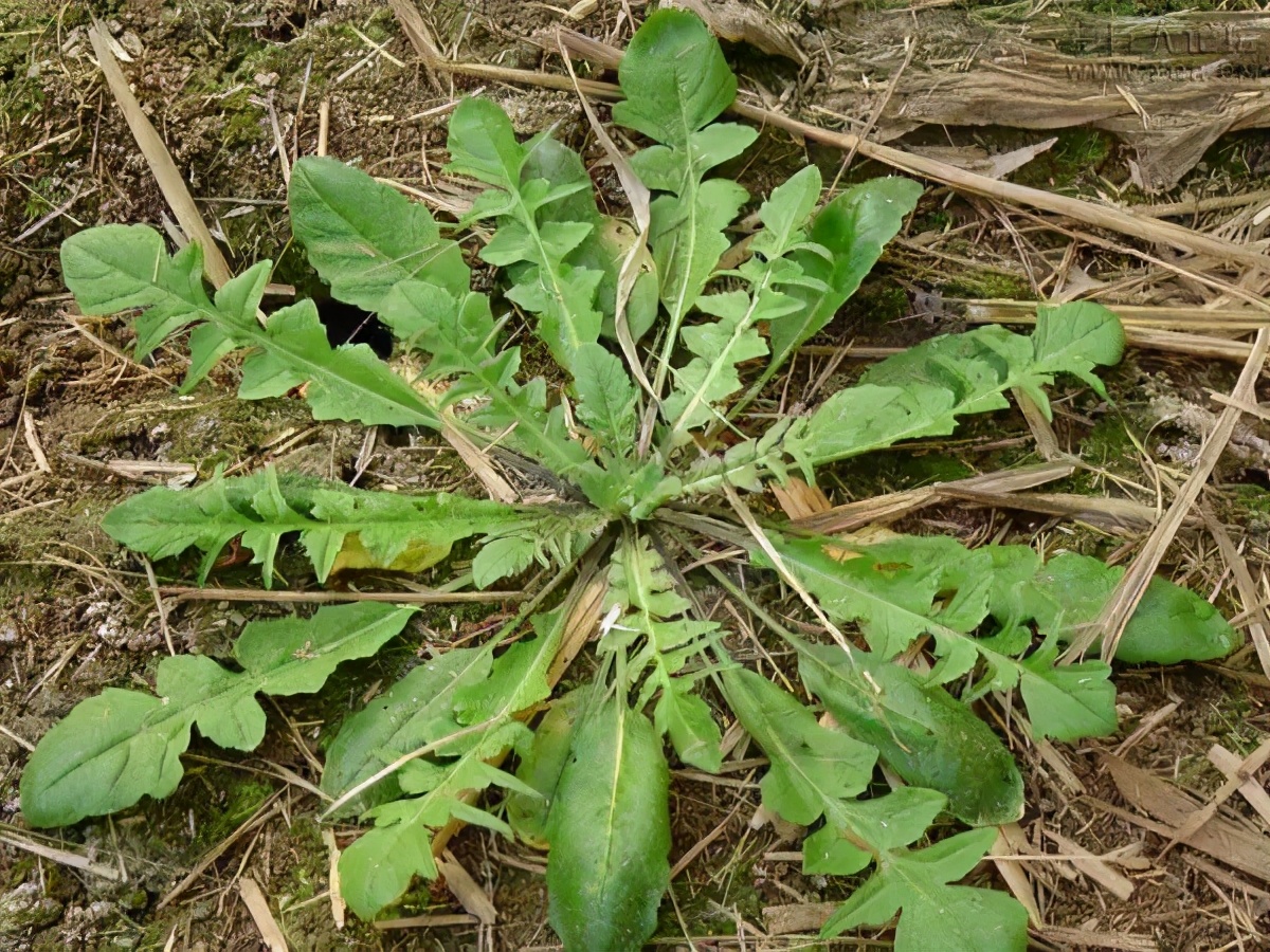 荠菜的习性(荠菜的特征是什么)