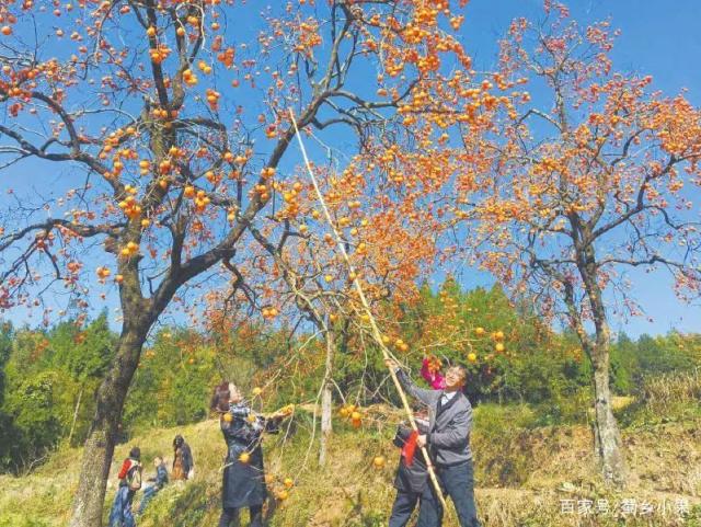 柿子种植技术与管理(柿子树种植技术与管理)