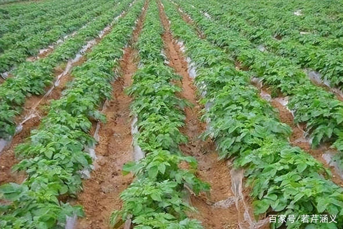 土豆正确种植方法(土豆正确种植方法和时间)