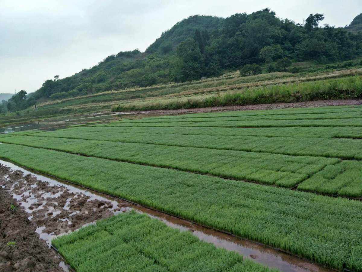 水稻种植基地(杂交水稻哪个品种最好)