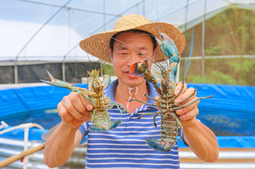 澳洲淡水龙虾怎样养(澳洲淡水龙虾怎么养殖)