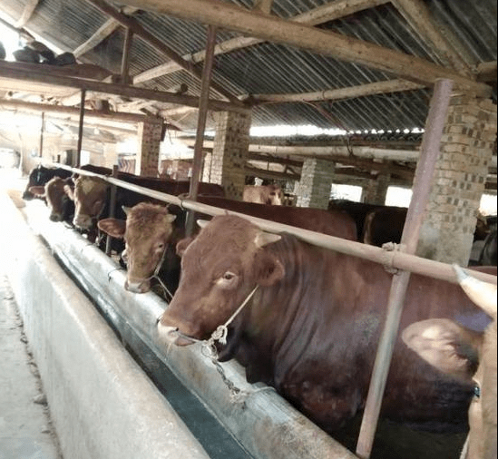 繁殖肉牛养殖技术(繁殖肉牛养殖技术视频)