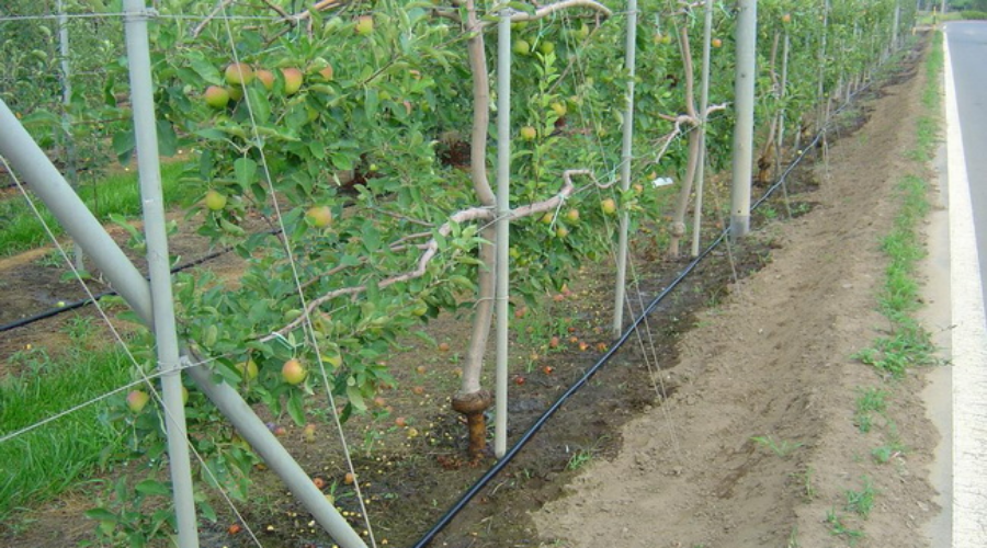 果树灌溉用水(果树灌水量一般要求达到)