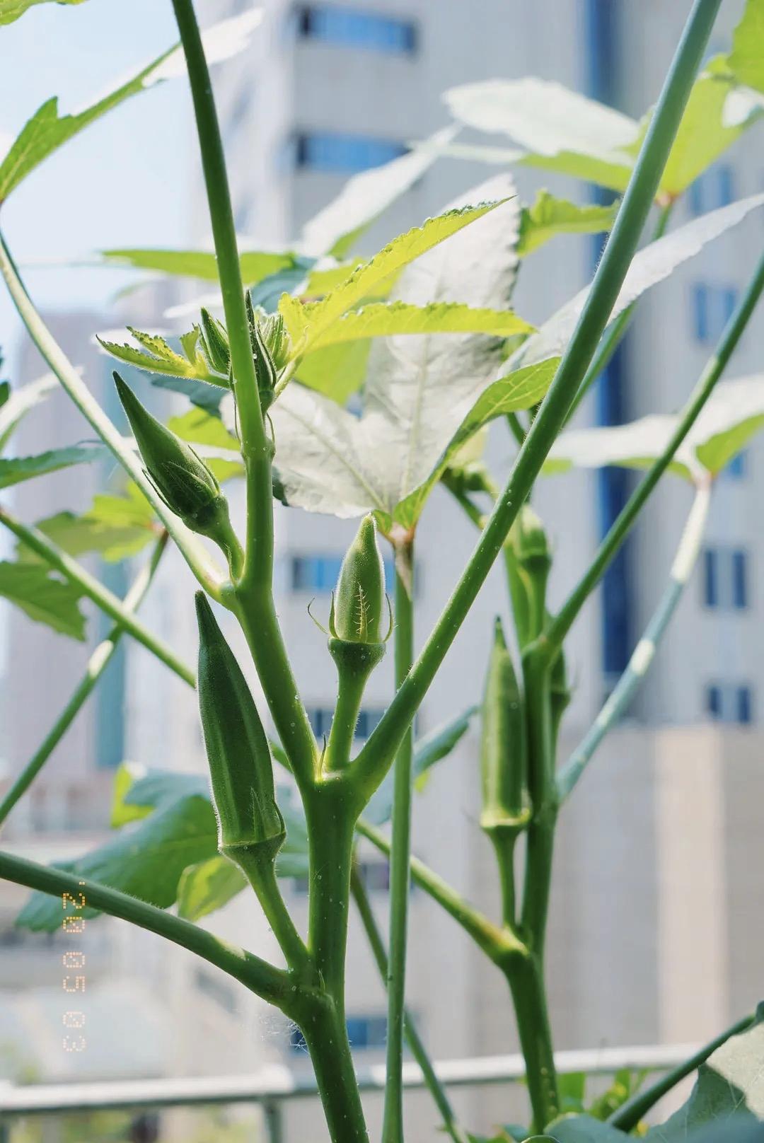 阳台秋葵种植方法(阳台种秋葵一般什么季节种)