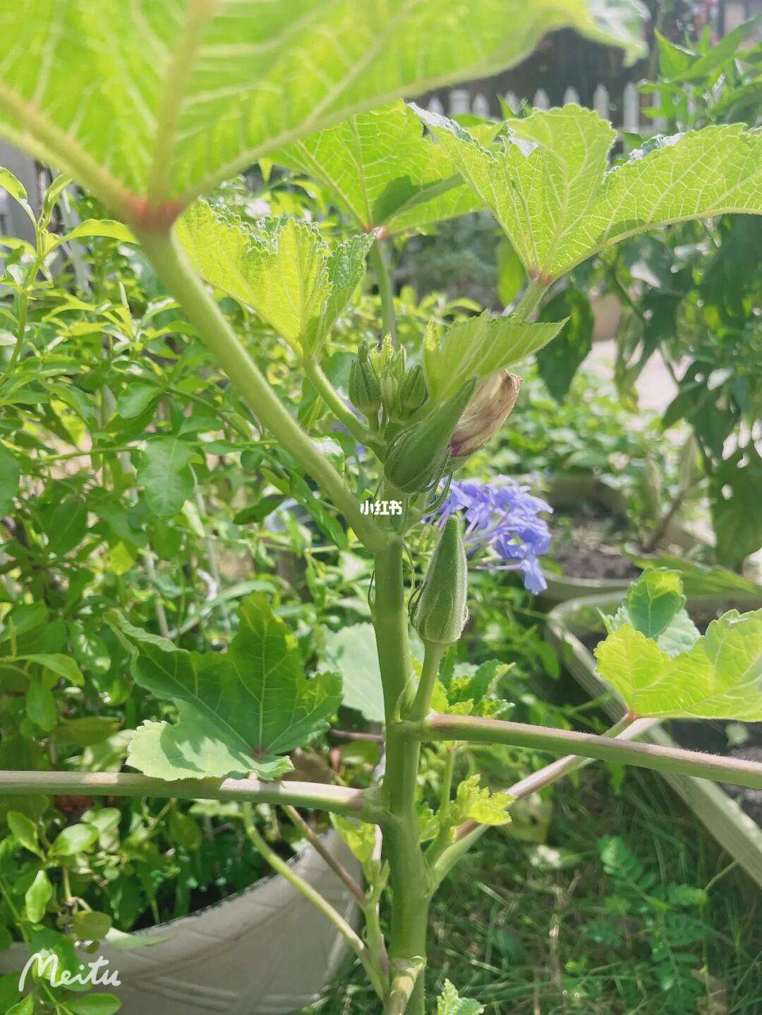 阳台秋葵种植方法(阳台种秋葵一般什么季节种)