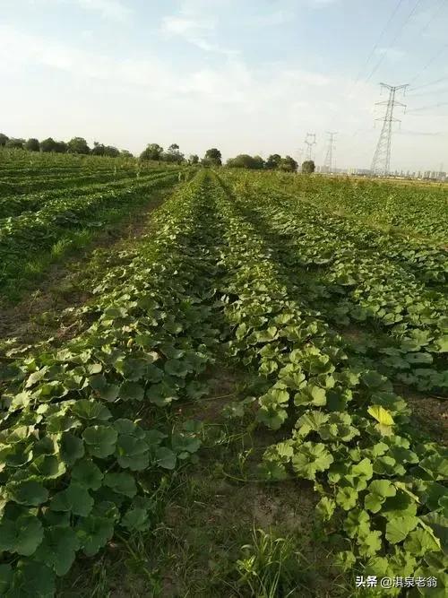 怎样种植南瓜才能高产(怎样种植南瓜才能高产呢)